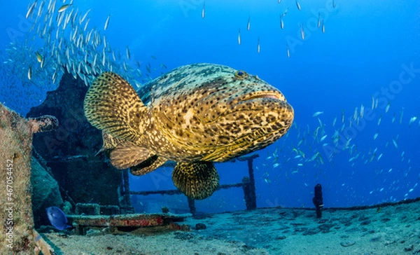 Obraz Goliath Grouper on a shipwreck