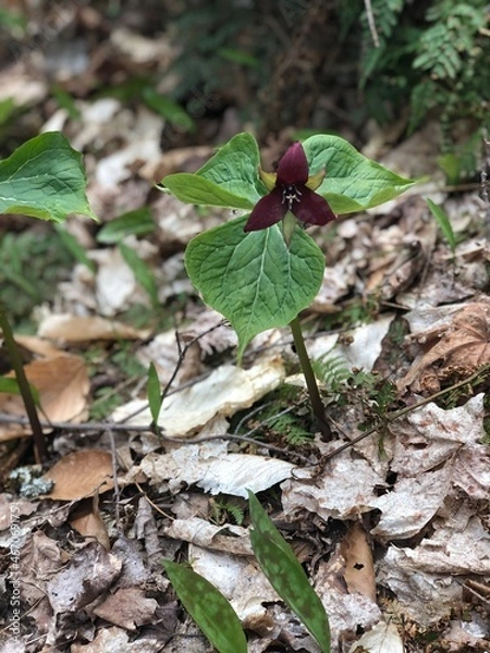 Obraz Outdoor Explorer