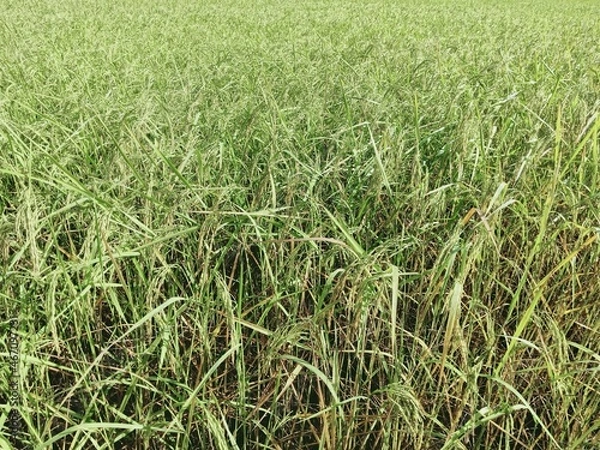 Fototapeta fields and paddy fields at the time of harvest