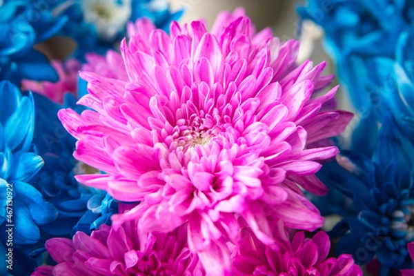 Fototapeta close up of dahlia