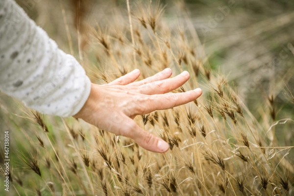 Obraz Mani in un campo
