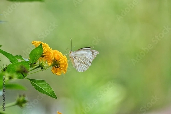 Obraz Butterfly
