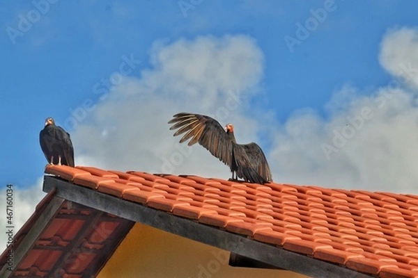 Obraz vulture on roof