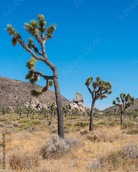Obraz Joshua Tree Nationalpark