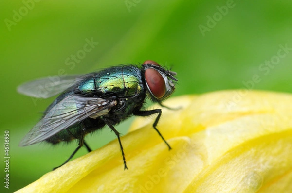 Obraz Leć na liściu