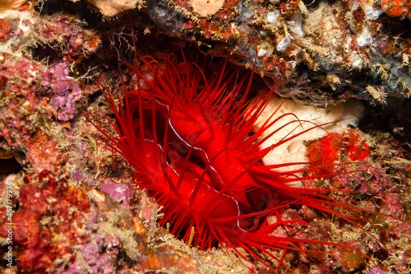 Obraz Der flouriszierende Mund der Feilenmuschel