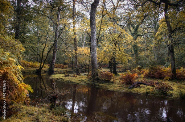 Obraz The colours of the New Forest, Hampshire, UK in autumn after heavy rain