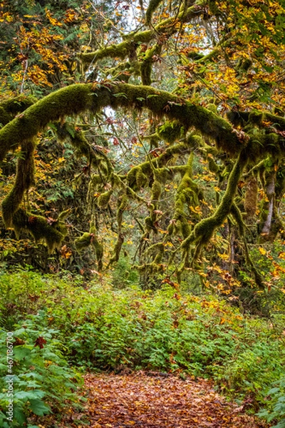 Fototapeta A moss covered tree bends to create an arch over a hiking trail