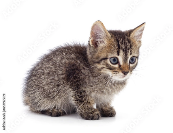 Fototapeta Gray little kitten is standing.