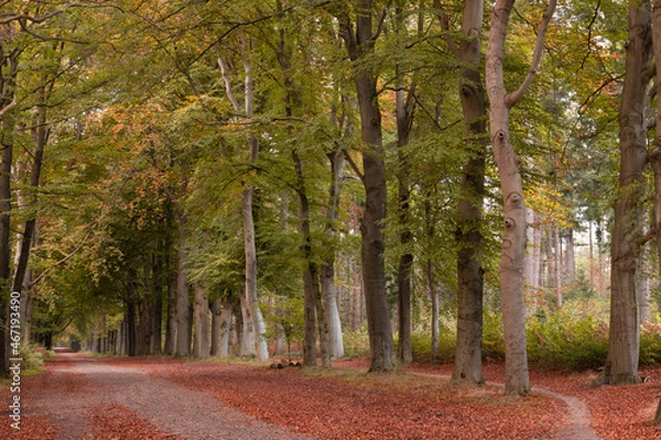 Fototapeta Forest avenue with beech trees in autumn