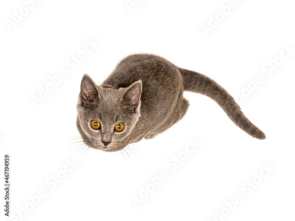 Fototapeta cute gray cat sitting isolate on a white background looking with yellow eyes at the camera, top view