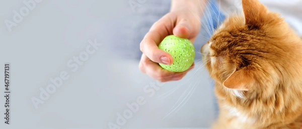 Fototapeta Ginger cat looks on ball toy in the human's hand. Play with cat, copy space