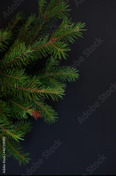 Fototapeta Happy new year and Merry Christmas. Background of Christmas tree branches.