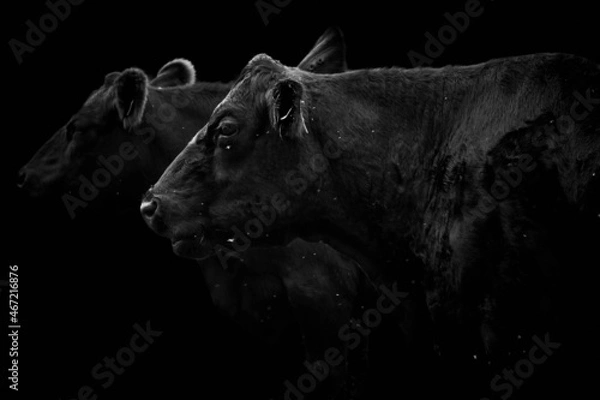 Fototapeta Close-up side view of two black cows looking away and isolated on black background	