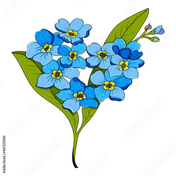 Obraz Sketch floral botany, color illustration.