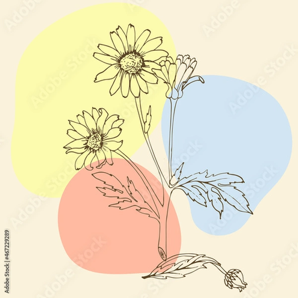 Obraz Linear flowers, wildflowers in lines vintage style
