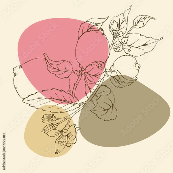 Obraz Sketch floral botany illustration