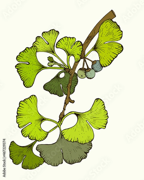 Obraz Sketch floral botany, color illustration.