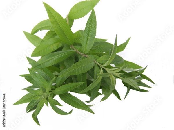 Fototapeta werbena cytrynowa