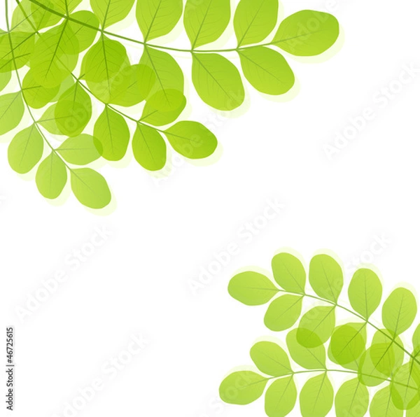 Obraz Green leaves background vector
