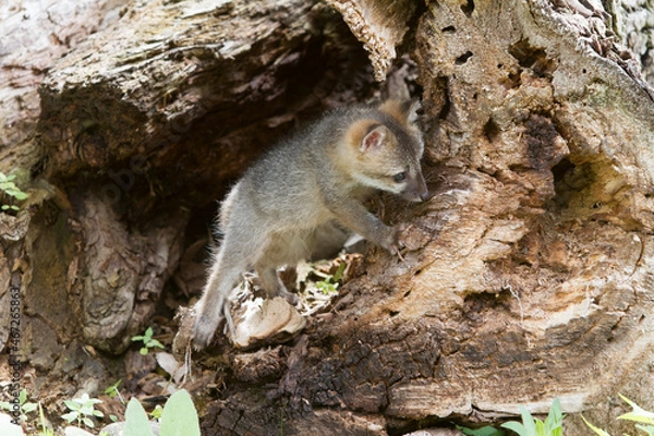 Fototapeta Curious Grey Fox Kit