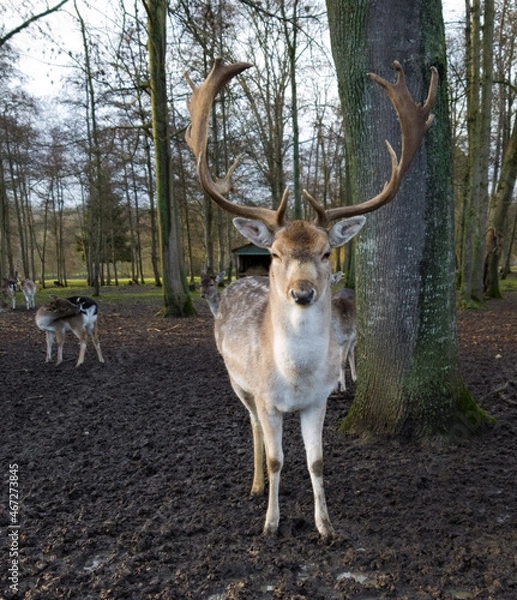 Obraz deer in the forest