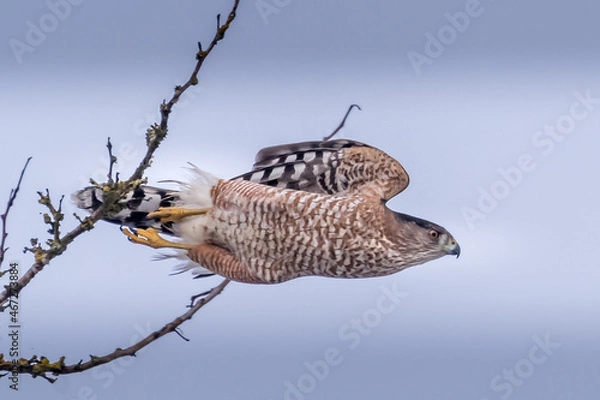 Fototapeta Sharp-shinned Hawk Diving