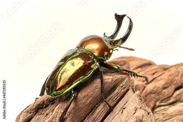 Fototapeta Phalacrognathus muelleri