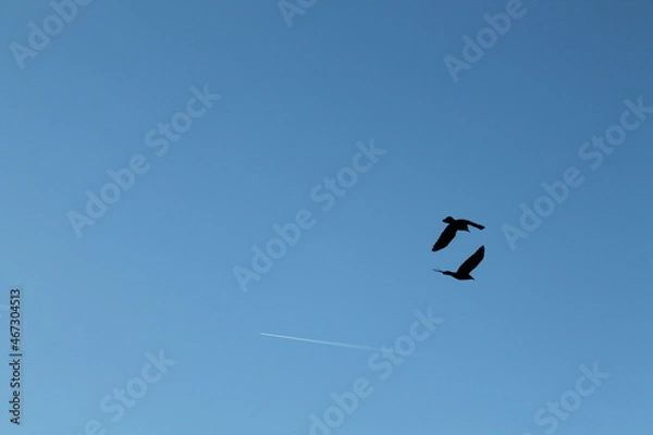 Obraz rooks and the plane, flying rooks