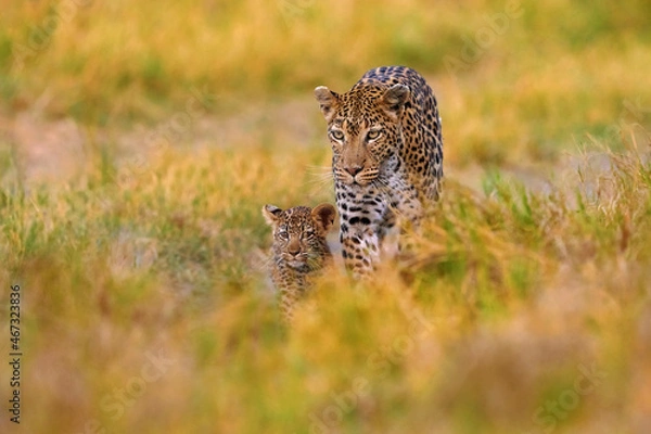 Fototapeta Botswana wildlife.,  Leopard, Panthera pardus shortidgei, hidden head portrait in the nice orange grass, big wild cat in the nature habitat, sunny day on the savannah, Khwai river. Wildlife nature.