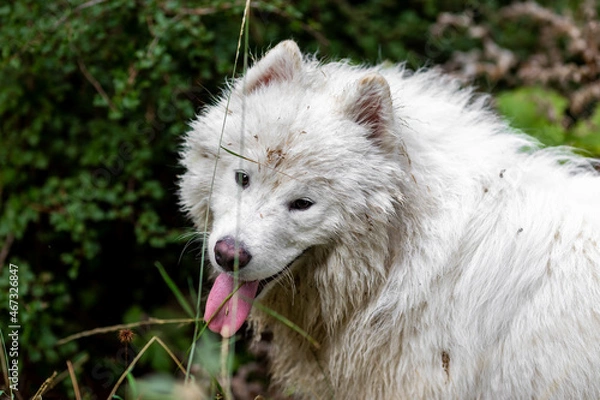 Obraz Adorable samoyed in the mountain