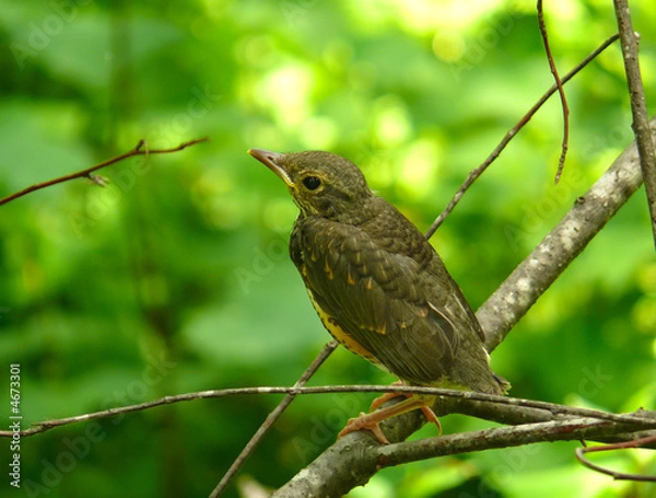 Obraz Young Thrush 1