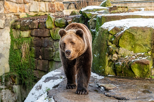 Fototapeta A beautiful adult brown bear walks through the aviary of a large open-air zoo in Kaliningrad, against the background of snow and stones