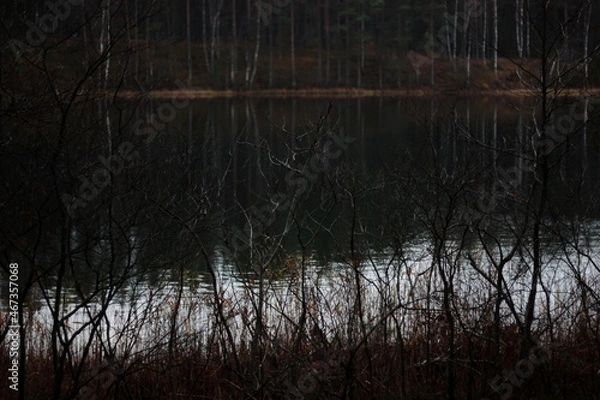 Obraz Russian forest