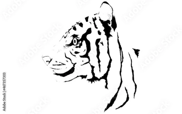 Fototapeta 虎の横顔の線画、手描きリアルタッチ