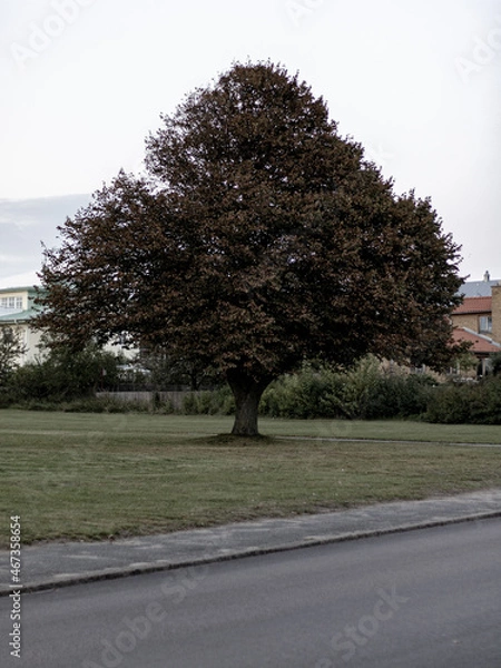 Obraz tree in the park