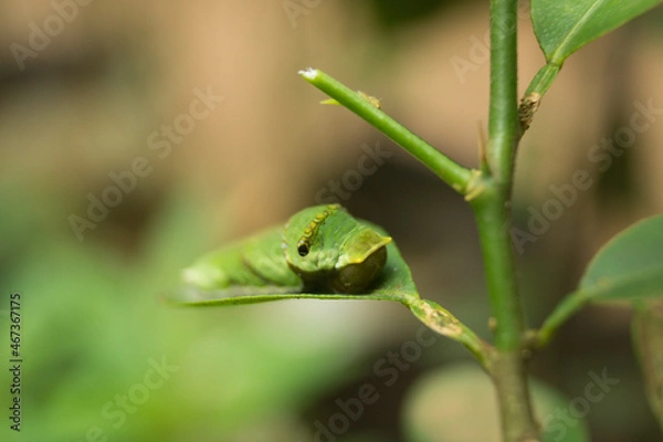 Obraz caterpillar on a leaf