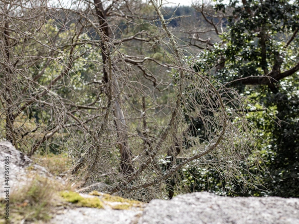Obraz tree on the rocks