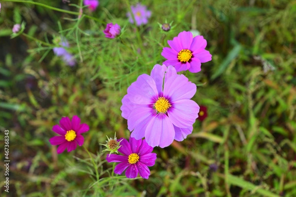 Obraz コスモス（秋桜）