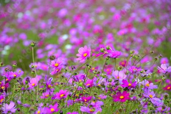 Obraz コスモス（秋桜）