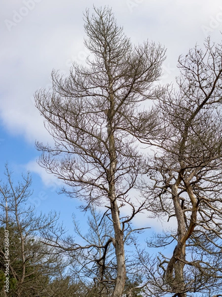 Obraz tree and sky
