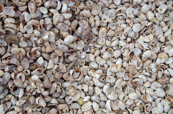 Fototapeta Many Atlantic Slipper Shells. Crepidula fornicata. Sea snail shells on beach. sea shells detail.