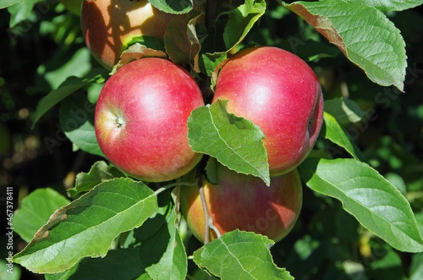 Fototapeta Apples hanging from orchard apple tree.