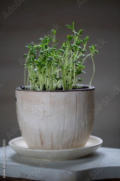 Fototapeta Still life with hemp sativa growing in a ceramic pot on a wooden background