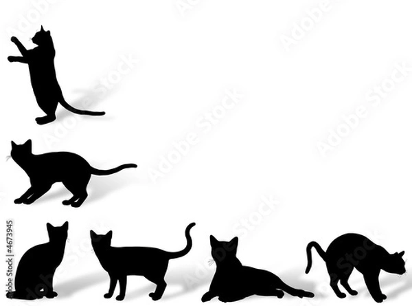 Obraz Gatti in cornice