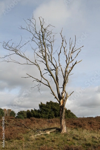 Obraz Abgestorbener großer Baum in einer norddeutschen Heidelandschaft