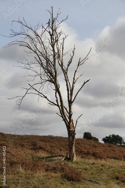 Obraz Trockener großer Baum in einer Heidelanschaft mit bewölktem Himmel