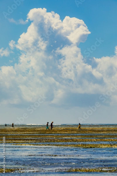 Fototapeta Native african women searching for crabs on low ocean tide in Zanzibar, Tanzania