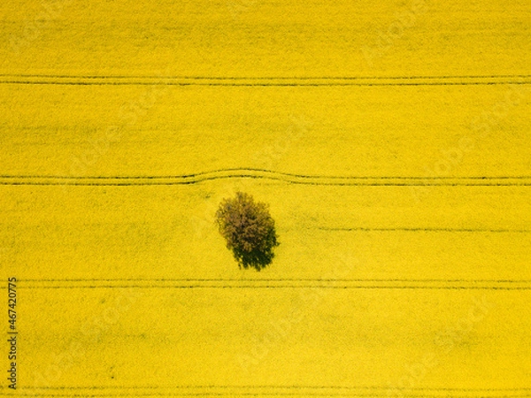 Fototapeta Rapeseed field with a tree from above. Canola seed.