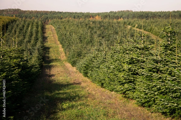 Obraz plantacja jodły